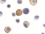 Bmf Antibody in Immunocytochemistry (ICC/IF)