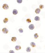 AID Antibody in Immunocytochemistry (ICC/IF)