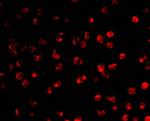 AID Antibody in Immunocytochemistry (ICC/IF)