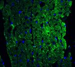 Caspase 12 Antibody in Immunohistochemistry (IHC)