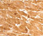 Caspase 12 Antibody in Immunohistochemistry (IHC)