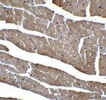 Caspase 12 Antibody in Immunohistochemistry (IHC)