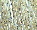 Caspase 12 Antibody in Immunohistochemistry (IHC)