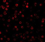 DAD1 Antibody in Immunocytochemistry (ICC/IF)