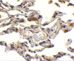 cIAP1 Antibody in Immunohistochemistry (Paraffin) (IHC (P))