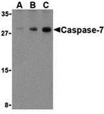 Caspase 7 Antibody in Western Blot (WB)