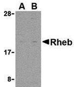 RHEB Antibody in Western Blot (WB)