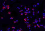 IRAK2 Antibody in Immunocytochemistry (ICC/IF)