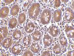 Bit1 Antibody in Immunohistochemistry (IHC)