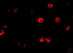 AES Antibody in Immunocytochemistry (ICC/IF)