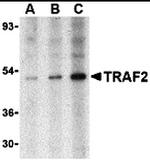 TRAF2 Antibody in Western Blot (WB)