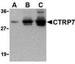 CTRP7 Antibody in Western Blot (WB)