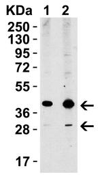 XBP1 Antibody in Western Blot (WB)