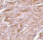 TRPC3 Antibody in Immunohistochemistry (IHC)