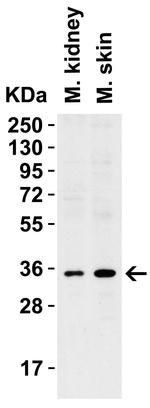 CD254 (RANK Ligand) Antibody in Western Blot (WB)