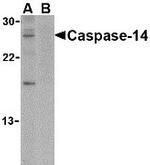 Caspase 14 Antibody in Western Blot (WB)