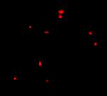 CIDEB Antibody in Immunocytochemistry (ICC/IF)