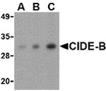 CIDEB Antibody in Western Blot (WB)