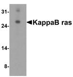 KappaB ras1 Antibody in Western Blot (WB)