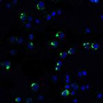 PD-1 Antibody in Immunocytochemistry (ICC/IF)