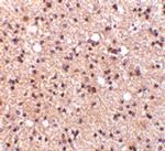 NPAS3 Antibody in Immunohistochemistry (IHC)