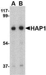 HAP1 Antibody in Western Blot (WB)