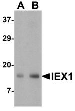 IEX-1 Antibody in Western Blot (WB)