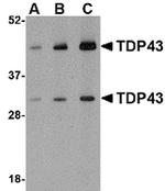 TDP-43 Antibody in Western Blot (WB)