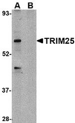 TRIM25 Antibody in Western Blot (WB)