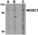 DISC1 Antibody in Western Blot (WB)