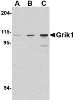 GRIK1 Antibody in Western Blot (WB)