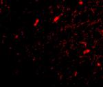 FBXL20 Antibody in Immunohistochemistry (IHC)