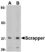 FBXL20 Antibody in Western Blot (WB)