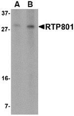 DDIT4 Antibody in Western Blot (WB)