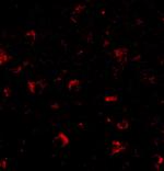 AMBRA1 Antibody in Immunocytochemistry (ICC/IF)