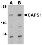 CAPS1 Antibody in Western Blot (WB)