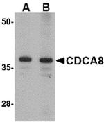 CDCA8 Antibody in Western Blot (WB)