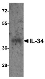 IL-34 Antibody in Western Blot (WB)