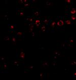 ITGA4 Antibody in Immunocytochemistry (ICC/IF)