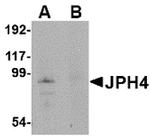 JPH4 Antibody in Western Blot (WB)