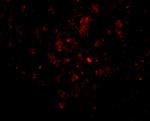 EBI3 Antibody in Immunohistochemistry (PFA fixed) (IHC (PFA))