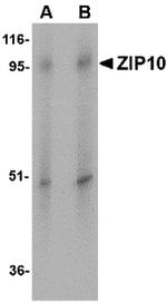 ZIP10 Antibody in Western Blot (WB)