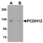 PCDH12 Antibody in Western Blot (WB)