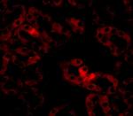 LIAR Antibody in Immunocytochemistry (ICC/IF)