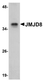 JMJD8 Antibody in Western Blot (WB)