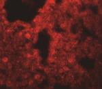 SRPX2 Antibody in Immunohistochemistry (IHC)