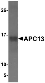 APC13 Antibody in Western Blot (WB)