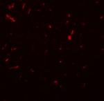 SIRT1 Antibody in Immunohistochemistry (IHC)