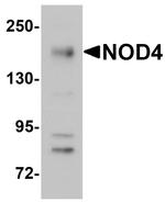 NOD4 Antibody in Western Blot (WB)