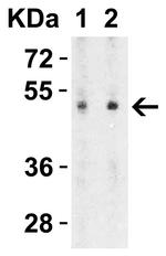 SLC39A7 Antibody in Western Blot (WB)